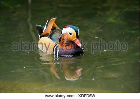 Macho de Pato mandarín (Aix galericulata) nadando en el agua