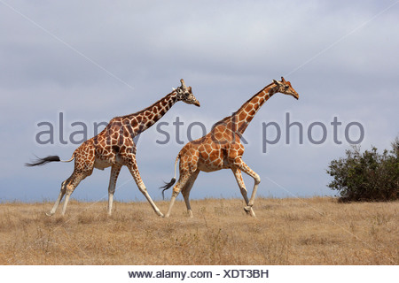 Jirafa reticulada (Giraffa camelopardalis reticulata), dos jirafas corriendo a través de la sabana, Kenya, Sweetwater Game Reserve