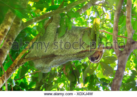 Linnaeus' dos dedos cada sloth (Choloepus didactylus), colgando en una rama de un árbol corona y descansando, Costa Rica