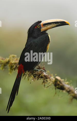 Pale-mandibled Aracari (Pteroglossus erythropygius) perché sur une branche d'une forêt de nuage - Tandayapa, Equateur Banque D'Images
