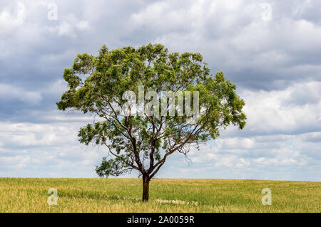 Arbre solitaire sur un champ à ciel couvert spectaculaire sur l'arrière-plan. Pourrait être utilisé comme métaphore de la solitude, l'isolement, la solitude. Copy space Banque D'Images