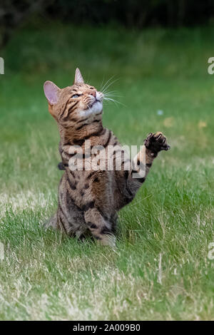 Bengal chat qui saute dans le jardin, belle animal essayant d'attraper quelque chose Banque D'Images
