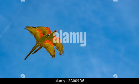 Scarlet macaws, Ara macao, deux magnifiques perroquets flying Banque D'Images