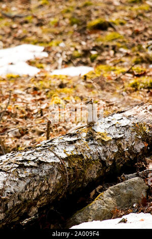 Le tamia de Sibérie, Eutamias sibiricus ou Tamias sibiricus. Lazovsky, réserve naturelle de montagnes Sikhote-Alin. Primorsky Kray. La Russie, l'Asie Banque D'Images