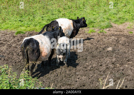 Trois vaches à ceinture Banque D'Images