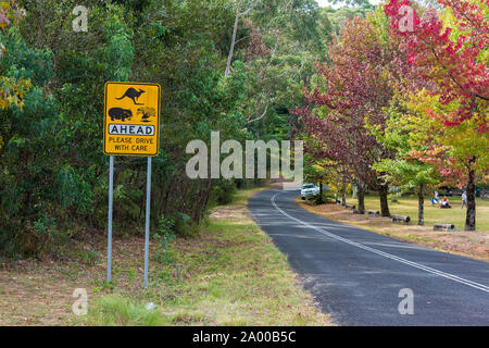 Australian Outback road avec la faune de l'avant panneau routier. Route de campagne dans les régions rurales de l'Australie avec le kangourou, Wombats, La faune de l'avant sur la route de la route d'avertissement Banque D'Images