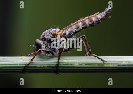 Asilidae, macro d'un voleur voler sur une tige de la plante Banque D'Images