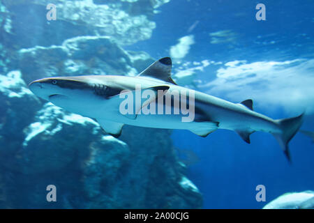 Requin requin (Carcharhinus melanopterus), député de requins requiem habitant les récifs tropicaux télévision et de coraux de l'Océan Indien et l'océan Pacifique O Banque D'Images