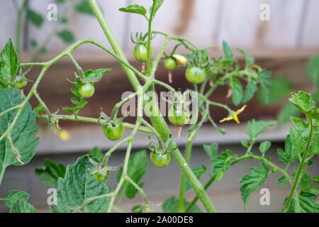 Sweet 100 cerneaux de tomate sur la vigne Banque D'Images