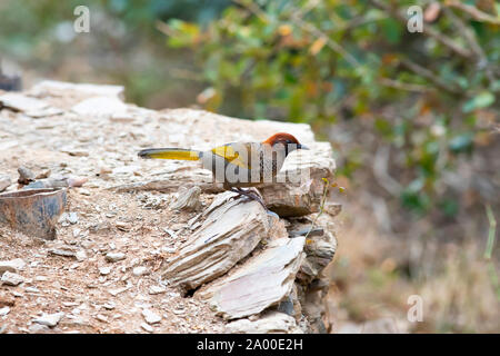 Couronné de châtaignier, Laughingthrush Trochalopteron erythrocephalum à Pangot dans Uttarakhand, Inde Banque D'Images