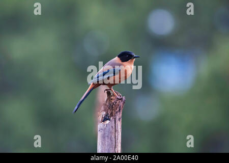 Sibia Heterophasia capistrata colibri roux, à Sattal Nainital Uttarakhand, en Inde, Banque D'Images