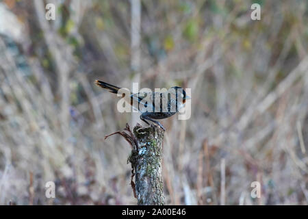 Menton laughingthrush Garrulax, Roux à rufogularis Sattal Nainital Uttarakhand, en Inde, Banque D'Images