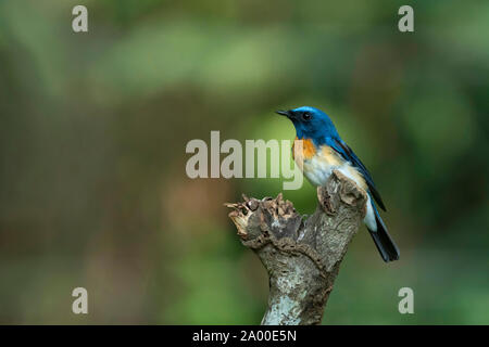 Moucherolle à gorge bleue blue, homme, Lacedo rubeculoides à Salim Ali Bird Sanctuary, Thattekad au Kerala, en Inde Banque D'Images