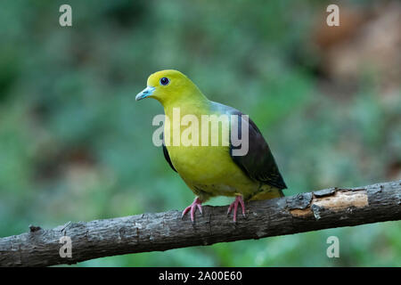 Wedge tailed Pigeon vert, Treron sphenurus à Sattal Nainital Uttarakhand, en Inde, Banque D'Images