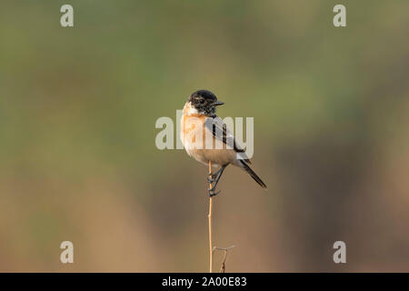 Stonechat, Sibérie Saxicola maurus à Velavadar Blackbuck National Park, dans le Gujarat, Inde Banque D'Images