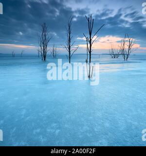 Lac gelé Geiseltal avec arbres morts en hiver, Mucheln, Saxe-Anhalt, Allemagne Banque D'Images