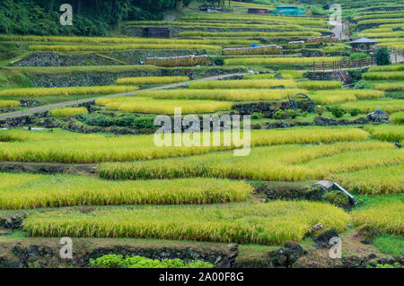 Close up des rizières en terrasses étapes avec des plants de riz mûr. L'agriculture traditionnelle asiatique, Japonais background Banque D'Images