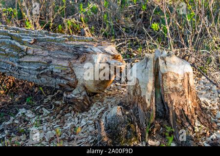 Dégâts de castor, arbre abattu, le parc national Elk Island, en Alberta, Canada Banque D'Images