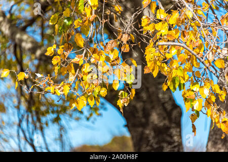 Feuilles jaune vif avec arrière-plan flou. Feuillage de l'automne sur les jours ensoleillés. Selective focus Banque D'Images