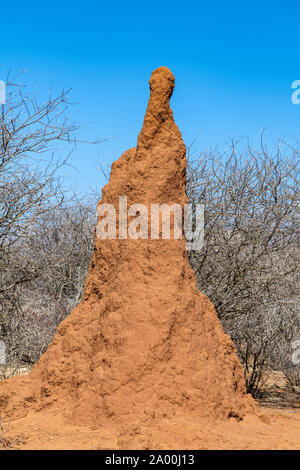 Termitière, Outjo, Kunene, Namibie Banque D'Images