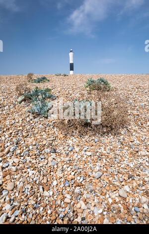 Kale mer de galets de végétation sur la plage de galets et de phare à Dungeness, dans le Kent, UK Banque D'Images