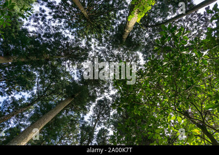 Jusqu'à dans la Forêt de Redwood, sequoia. Arbres, feuilles comme visualiser directement ci-dessous Banque D'Images