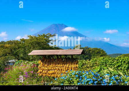 Rack de séchage du maïs avec le Mont Fuji en arrière-plan. L'agriculture en milieu rural en scène japonais Oshino Hakkai Heritage Village. Le Japon de la campagne Cinq Fuji Banque D'Images