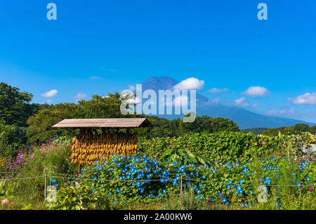 Rack de séchage du maïs avec le Mont Fuji en arrière-plan. L'agriculture en milieu rural en scène japonais Oshino Hakkai Heritage Village. Le Japon de la campagne Cinq Fuji Banque D'Images