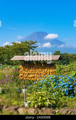 Rack de séchage du maïs avec le Mont Fuji en arrière-plan. L'agriculture en milieu rural en scène japonais Oshino Hakkai Heritage Village. Le Japon de la campagne Cinq Fuji Banque D'Images