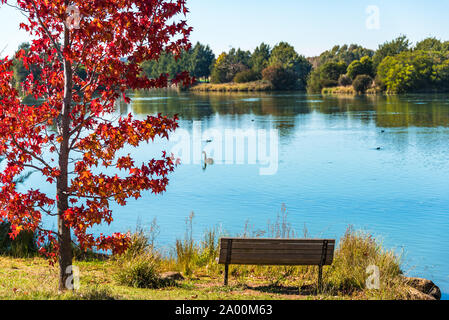 Paysage d'automne de Gungahlin Pond Park avec arbre d'érable rouge, banc et étang bleu avec Black Swan sur l'arrière-plan. Canberra, Australian Capital Terri Banque D'Images