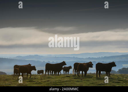 Legerwood, Scottish Borders, au Royaume-Uni. 19 Sep, 2019. Un troupeau de bovins, vaches Aberdeen Angus se tiennent sur une colline dominant le paysage brumeux au petit matin de la Scottish Borders. Credit : phil wilkinson/Alamy Live News Banque D'Images