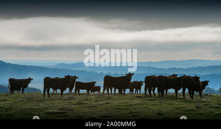 Legerwood, Scottish Borders, au Royaume-Uni. 19 Sep, 2019. Un troupeau de bovins, vaches Aberdeen Angus se tiennent sur une colline dominant le paysage brumeux au petit matin de la Scottish Borders. Credit : phil wilkinson/Alamy Live News Banque D'Images