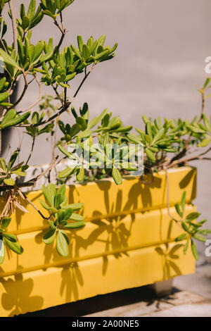 Couleurs tropicales plante dans un pot jaune, l'été Banque D'Images