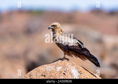Oiseau Noir kite les séances sur rock, Milvus migrans, Ethiopie safari wildlife Banque D'Images