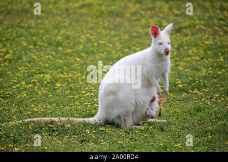 Wallaby de Bennett, albino, femelle adulte avec joey, Cuddly Creek, Australie du Sud, Australie, (Macropus rufogriseus) Banque D'Images