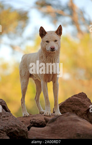 Dingo, des profils sur rock, Phillip Island, Gippsland, Victoria, Australie, (Canis familiaris dingo) Banque D'Images