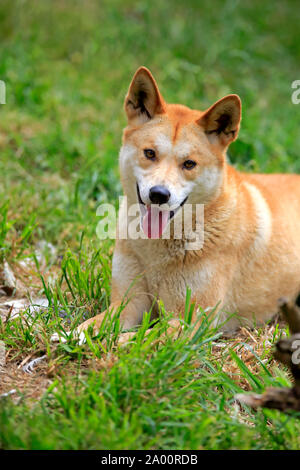 Dingo, Phillip Island, Gippsland, Victoria, Australie, (Canis familiaris dingo) Banque D'Images