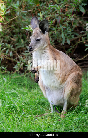 L'Est de White River, adulte, Phillip Island, Gippsland, Victoria, Australie, (Macropus robustus) Banque D'Images