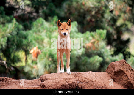 Dingo, des profils sur rock, Phillip Island, Gippsland, Victoria, Australie, (Canis familiaris dingo) Banque D'Images