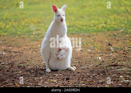 Wallaby de Bennett, albino, femelle adulte avec joey, Cuddly Creek, Australie du Sud, Australie, (Macropus rufogriseus) Banque D'Images