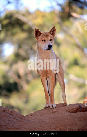 Dingo, des profils sur rock, Phillip Island, Gippsland, Victoria, Australie, (Canis familiaris dingo) Banque D'Images