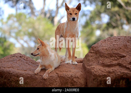 Dingo, deux adultes sur le roc, l'île de Phillip Island, Gippsland, Victoria, Australie, (Canis familiaris dingo) Banque D'Images