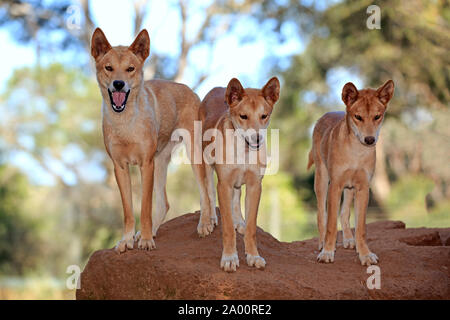 Dingo, le pack d'adultes sur la roche, Phillip Island, Gippsland, Victoria, Australie, (Canis familiaris dingo) Banque D'Images