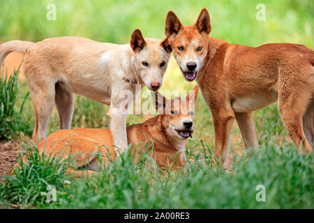 Dingo, le groupe d'adultes, l'île de Phillip Island, Gippsland, Victoria, Australie, (Canis familiaris dingo) Banque D'Images