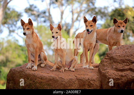 Dingo, le pack d'adultes sur la roche, Phillip Island, Gippsland, Victoria, Australie, (Canis familiaris dingo) Banque D'Images