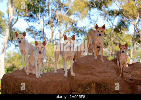 Dingo, le pack d'adultes sur la roche, Phillip Island, Gippsland, Victoria, Australie, (Canis familiaris dingo) Banque D'Images