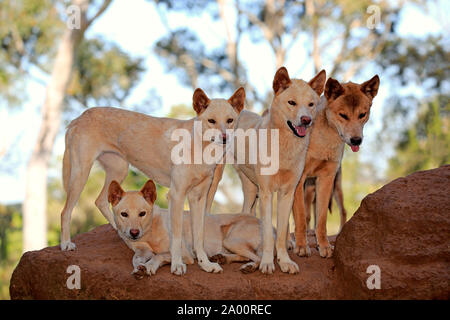 Dingo, le pack d'adultes sur la roche, Phillip Island, Gippsland, Victoria, Australie, (Canis familiaris dingo) Banque D'Images