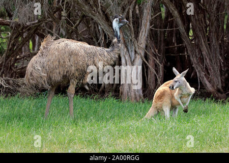 L'UEM, kangourou rouge, adulte, Phillip Island, Gippsland, Victoria, Australie, (Dromaius novaehollandiae), (Macropus rufus) Banque D'Images