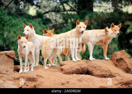 Dingo, le pack d'adultes sur la roche, Phillip Island, Gippsland, Victoria, Australie, (Canis familiaris dingo) Banque D'Images