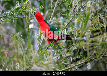 Australian King Parrot, des profils sur l'alimentation de l'arbre, Long Beach, New South Wales, Australie, (Alisterus scapularis) Banque D'Images